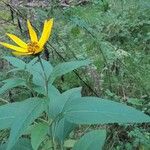 Helianthus divaricatus Blad