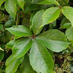 Parthenocissus inserta 葉