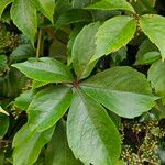 Parthenocissus inserta Folio