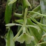 Epidendrum chlorocorymbos Folla