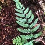 Polystichum luctuosum برگ