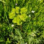 Euphorbia helioscopiaLorea