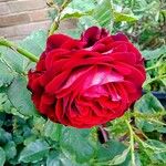Rosa × odorata Cvet