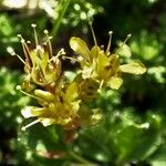 Saxifraga × elisabethiae