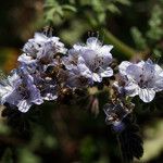 Phacelia distans Kukka