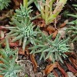 Petrosedum rupestre برگ