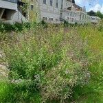 Mentha longifolia Costuma