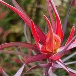 Leucadendron salignum Çiçek