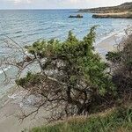 Juniperus macrocarpa Blad