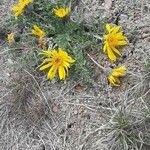 Balsamorhiza hookeri Blüte