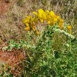 Crotalaria emarginella Flor