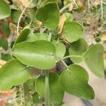 Jasminum fluminense Leaf