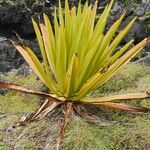 Agave sisalana 葉