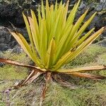 Agave sisalana ഇല