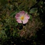 Rosa pouzinii Flower