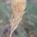 Phalaris aquatica Fruit