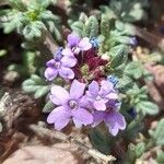 Verbena microphylla