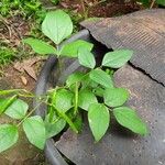 Vigna radiata Fruit