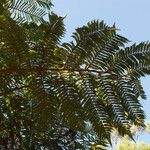 Cyathea glauca Leaf