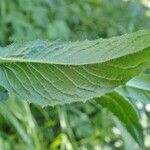 Crepis pyrenaica Folha