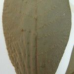 Chimarrhis microcarpa Otro