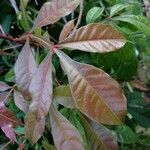 Quassia amara Hoja