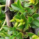 Salix serpillifolia Blomma