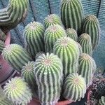 Echinopsis schickendantzii Hoja