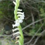 Spiranthes aestivalis Bark