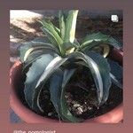 Agave lophantha Листок