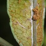 Bolbitis auriculata Leaf
