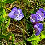 Penstemon cobaea Flor