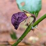 Ischnosiphon puberulus Flor