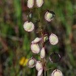 Thysanocarpus radians Frutto