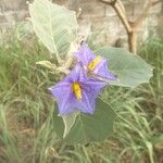 Solanum crinitum Flower