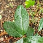 Sideroxylon lanuginosum Leaf