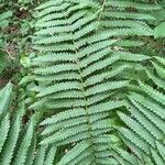 Osmundastrum cinnamomeum Leaf