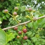 Prunus mahalebFruit