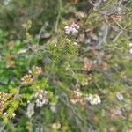 Erica manipuliflora Blomst