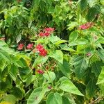 Jatropha integerrima Habit
