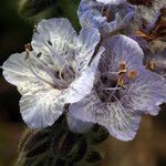 Phacelia distans Flower