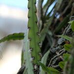Lepismium cruciforme Flor