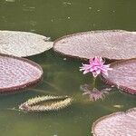 Victoria amazonica Fiore