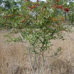 Ilex myrtifolia Habitus