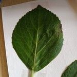 Hydrangea spp. Leaf