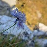 Scabiosa canescens Costuma