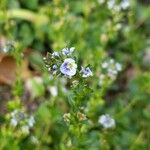 Veronica serpyllifolia Flower