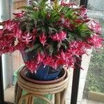 Schlumbergera bridgesii Flor