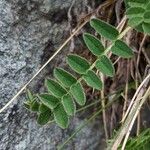 Astragalus alpinus Blatt