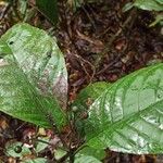 Psychotria ingentifolia Hoja